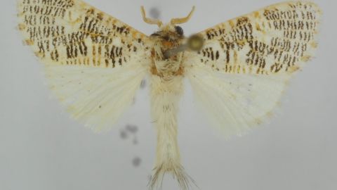 В честь профессора ТГУ назван новый вид тропических бабочек