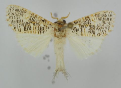 В честь профессора ТГУ назван новый вид тропических бабочек